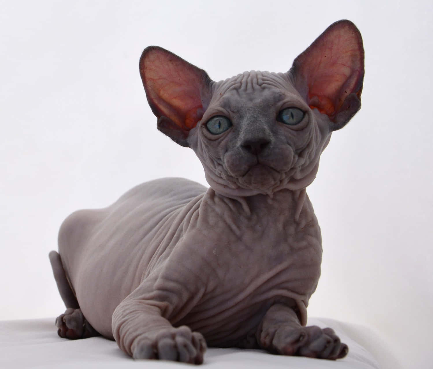 Stunning Canadian Sphynx Cat Lounging Wallpaper