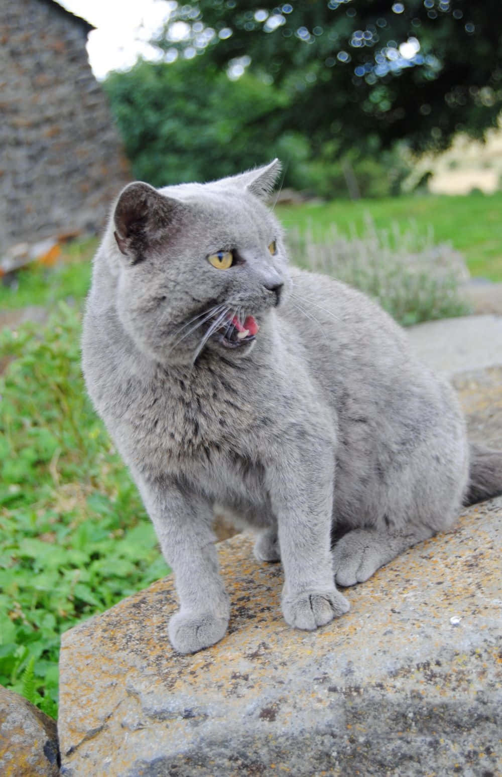 Stunning Chartreux Cat Lounging Wallpaper