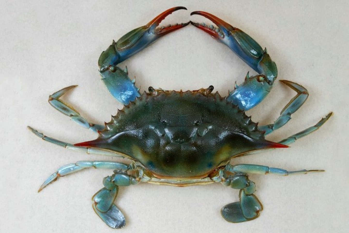 Stunning Close-up Of A Blue Crab Wallpaper