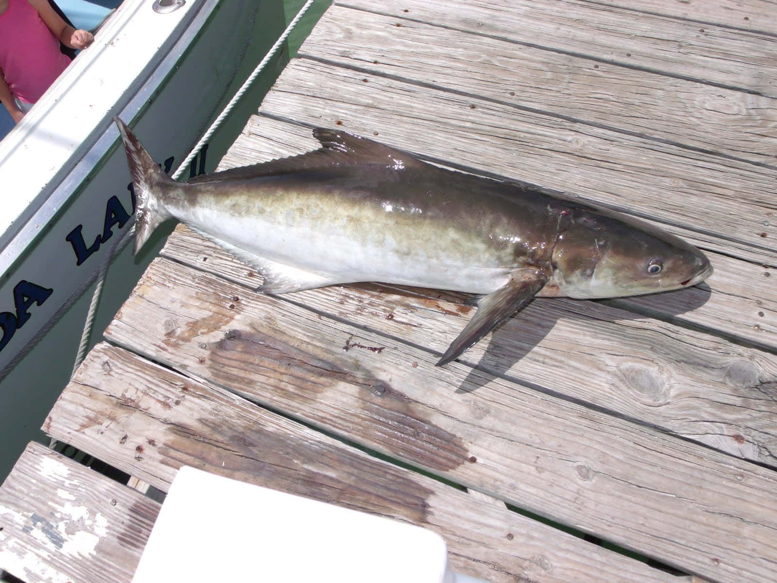 Stunning Close-up Of A Cobia In The Deep Blue Ocean Wallpaper