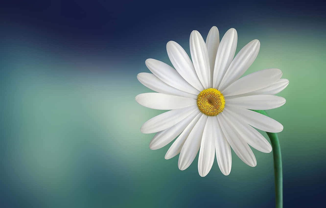 Stunning Close-up Of A Cute Daisy Flower Wallpaper