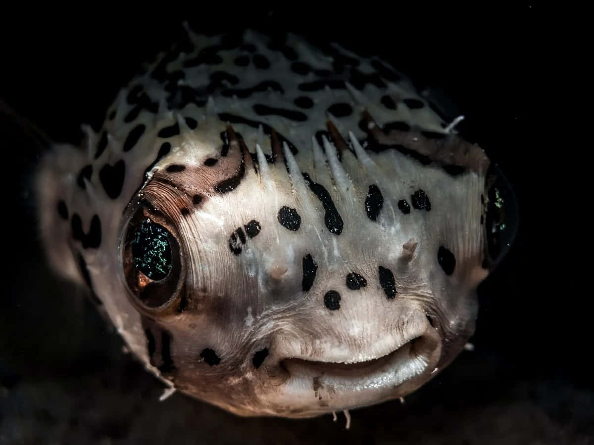 Stunning Close-up Of A Porcupinefish Wallpaper