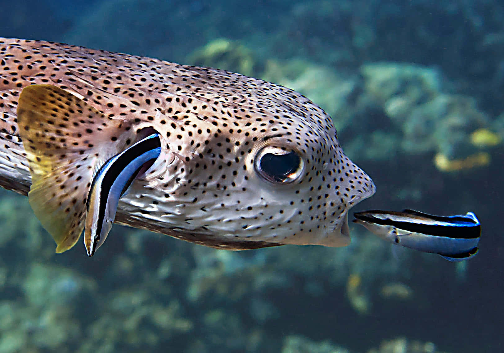 Stunning Close-up Of A Porcupinefish Wallpaper