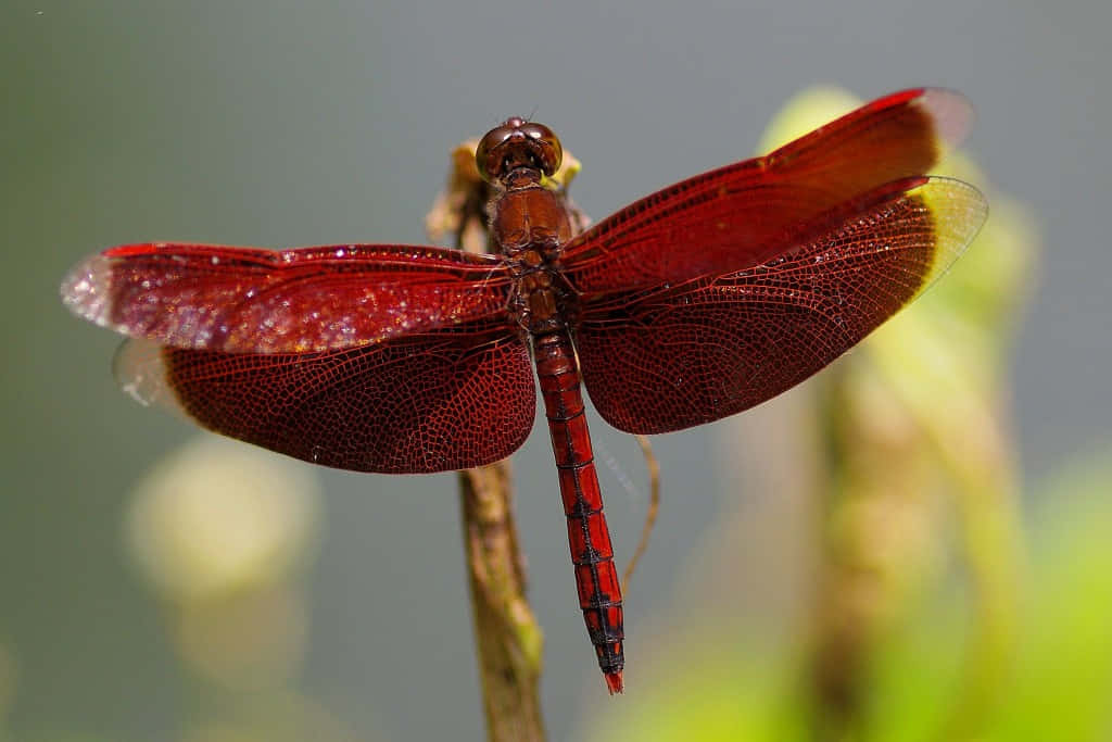 Stunning Close-up Of A Red Dragonfly Wallpaper