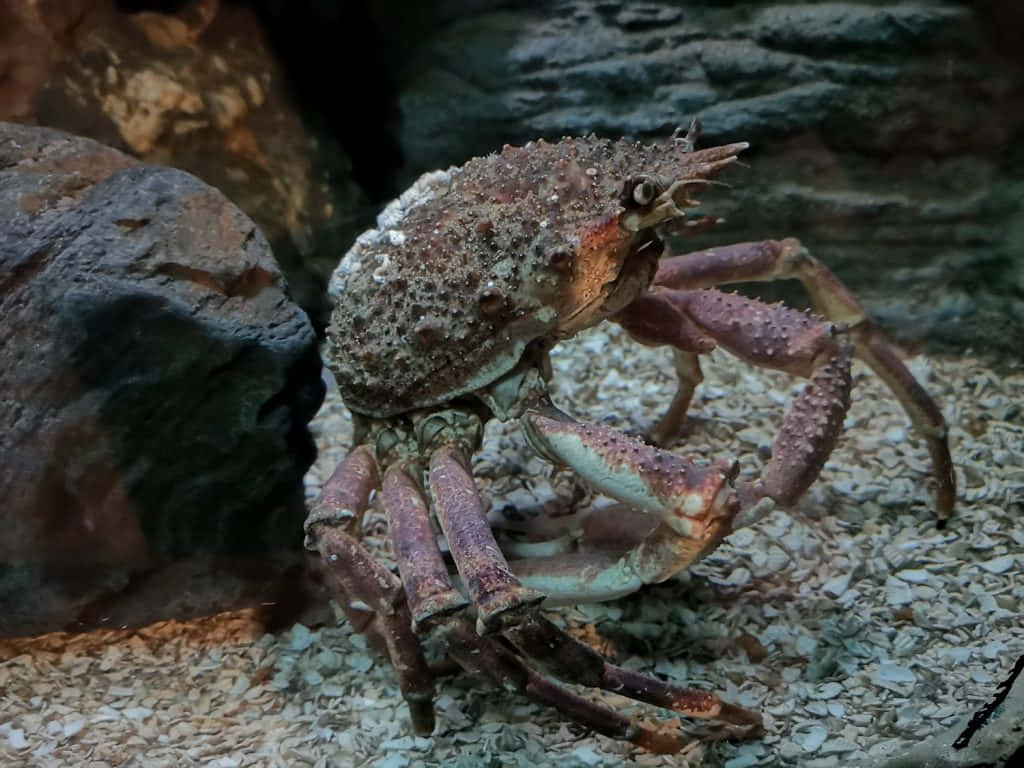 Stunning Close-up Of A Spider Crab Wallpaper