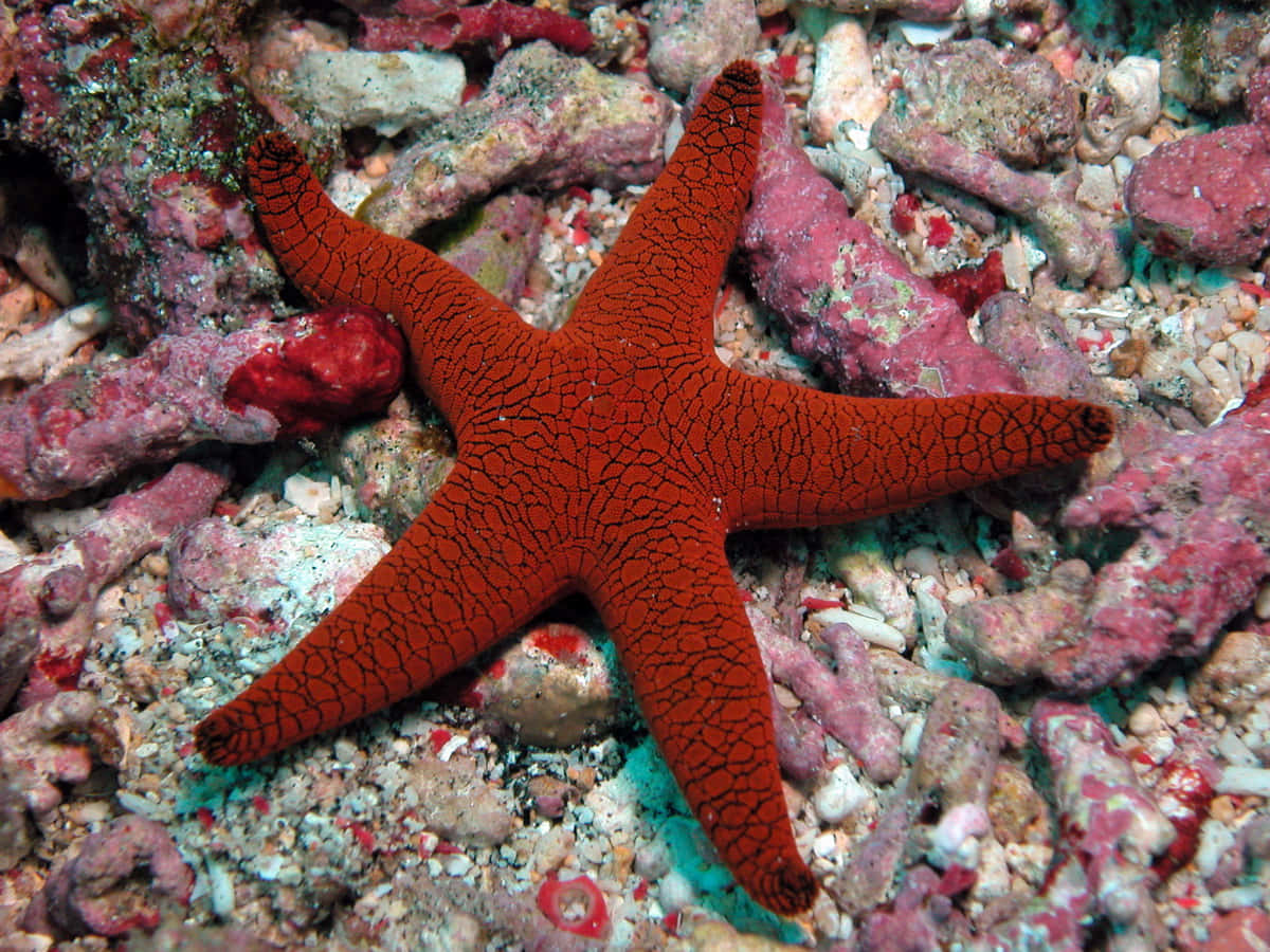 Stunning Close-up Of An Echinoderm Wallpaper