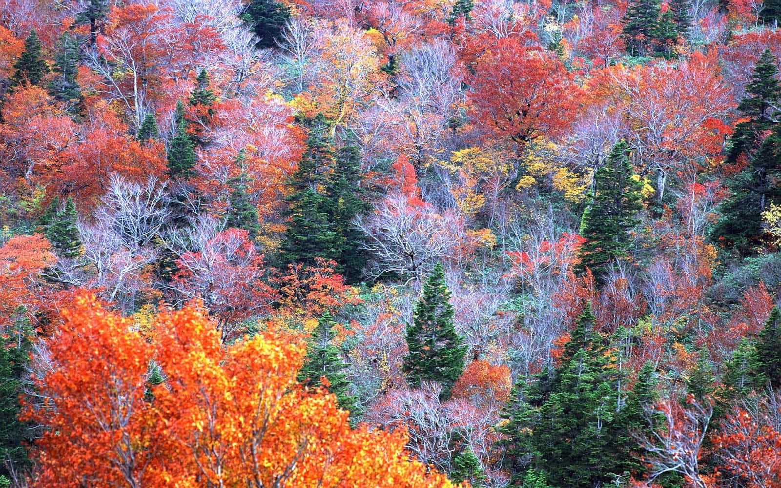 Stunning Colorful Trees In The Vibrant Forest Wallpaper