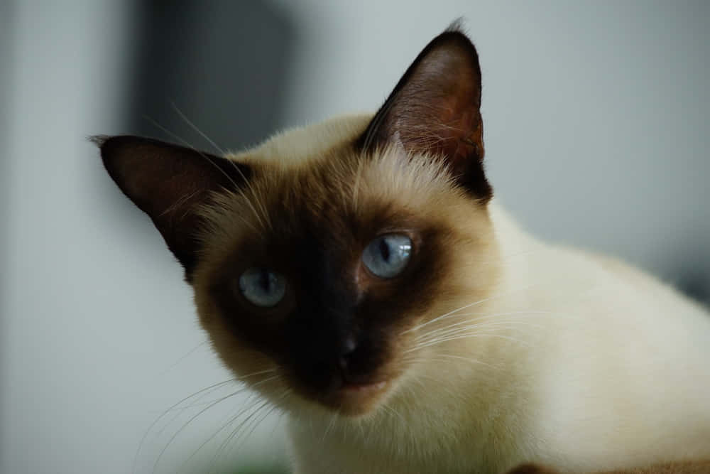 Stunning Colorpoint Shorthair Cat Posing For The Camera Wallpaper