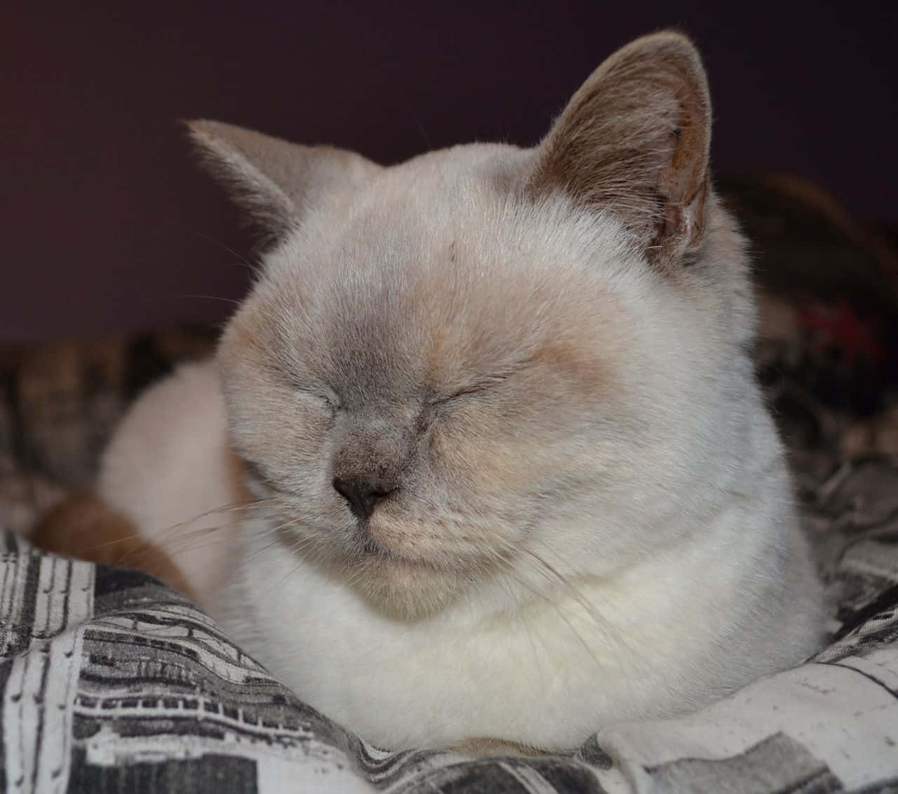 Stunning Colorpoint Shorthair Cat Relaxing On A Soft Surface Wallpaper