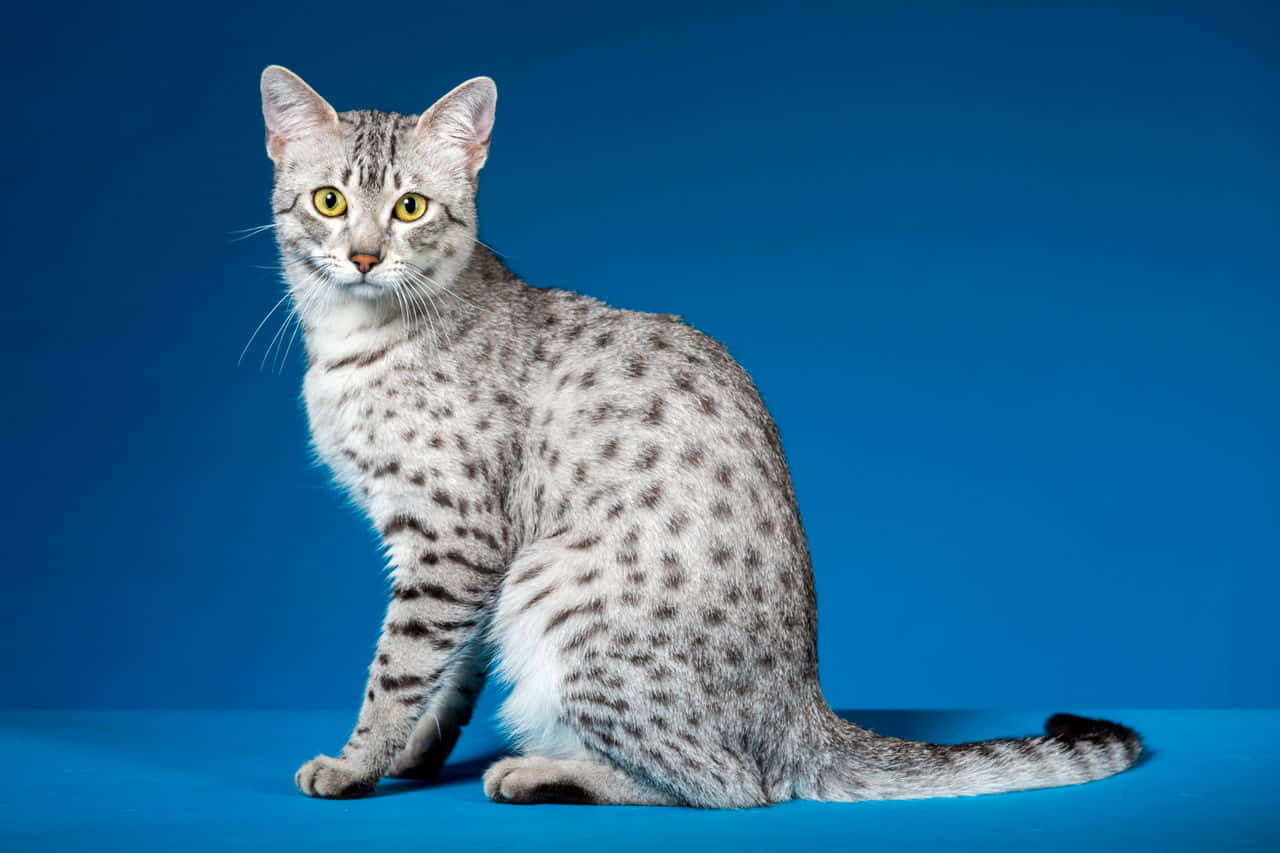 Stunning Egyptian Mau Cat In Nature Wallpaper