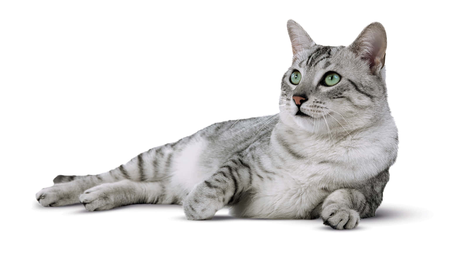 Stunning Egyptian Mau Cat Lounging Wallpaper