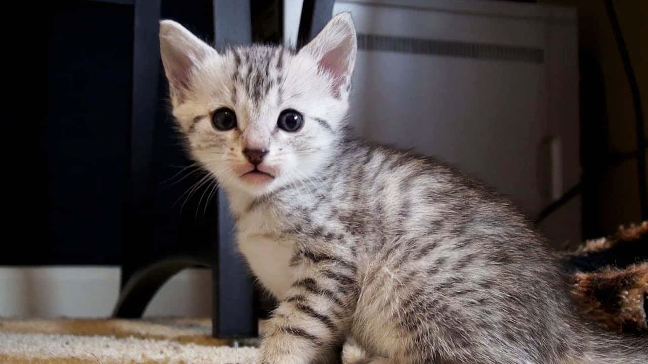 Stunning Egyptian Mau Cat With Captivating Green Eyes Wallpaper