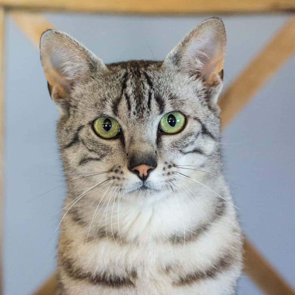 Stunning Egyptian Mau Relaxing In Nature Wallpaper