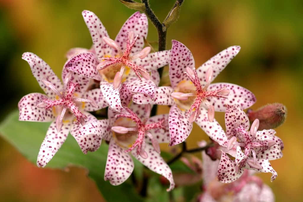 Stunning Fall Flowers In Full Bloom Wallpaper