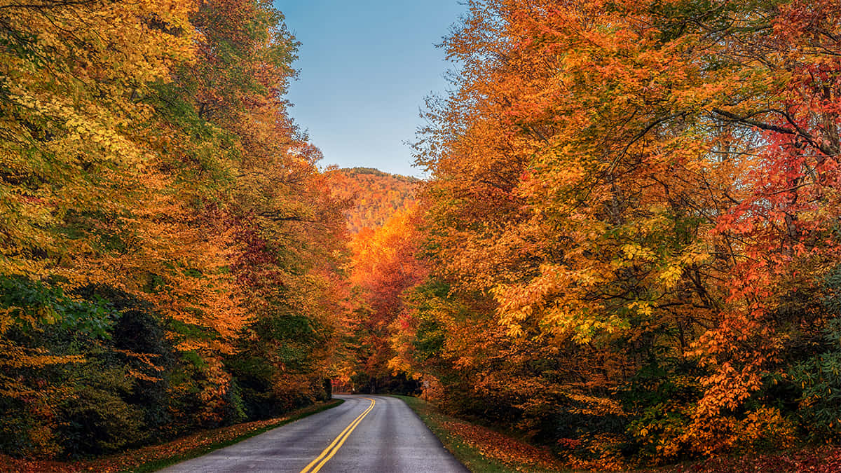 Stunning Fall Road Through A Canopy Of Trees Wallpaper