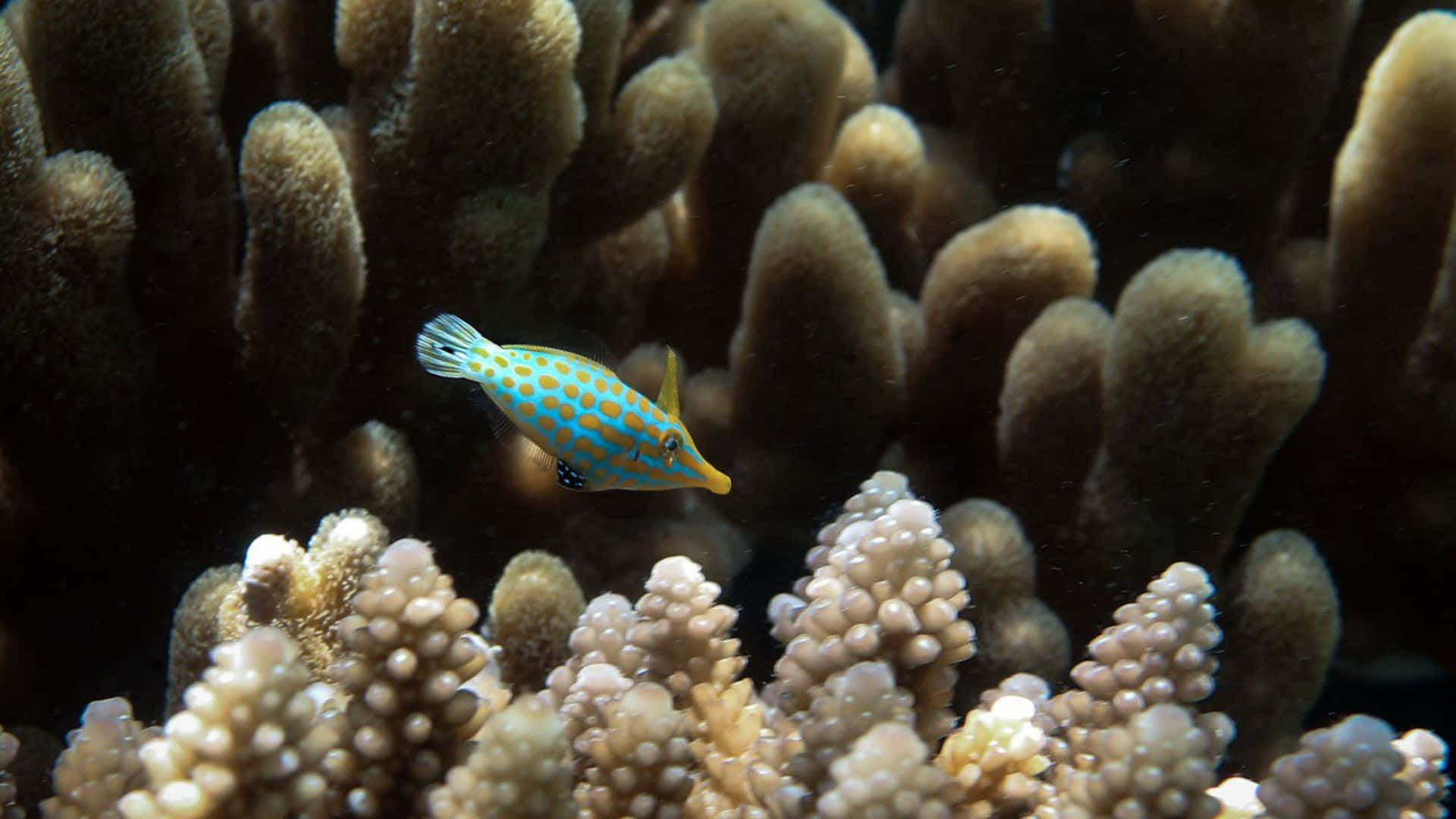 Stunning Filefish Swimming In Blue Waters Wallpaper