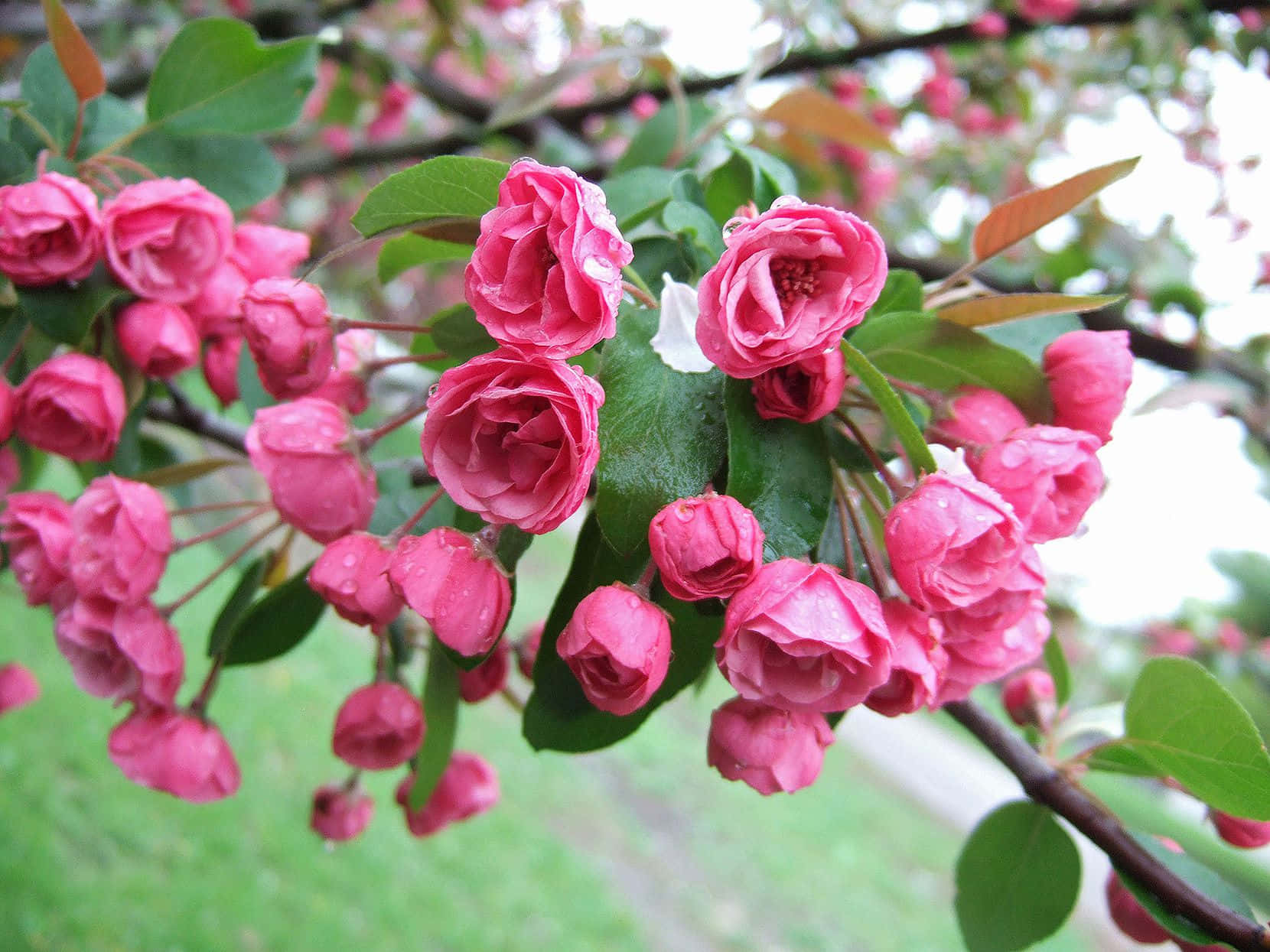 Stunning Flower Tree In Full Bloom Wallpaper