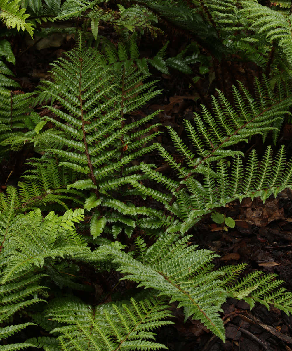 Stunning Green Fern In Natural Habitat Wallpaper