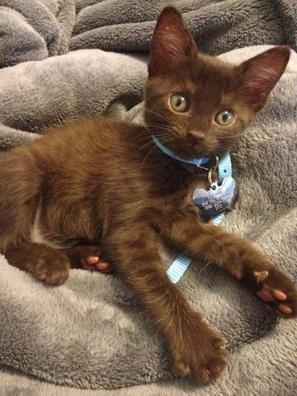 Stunning Havana Brown Cat Relaxing On A Blanket Wallpaper