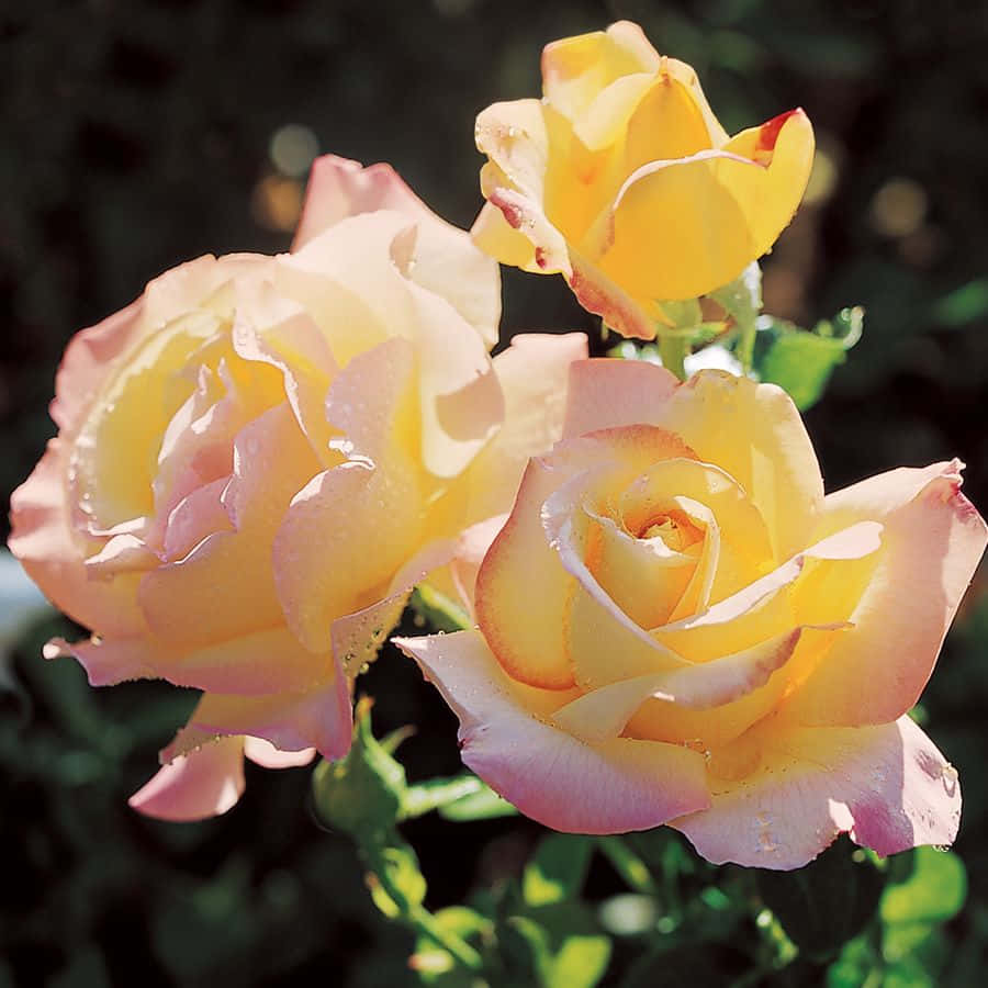 Stunning Hybrid Tea Roses In Full Bloom Wallpaper