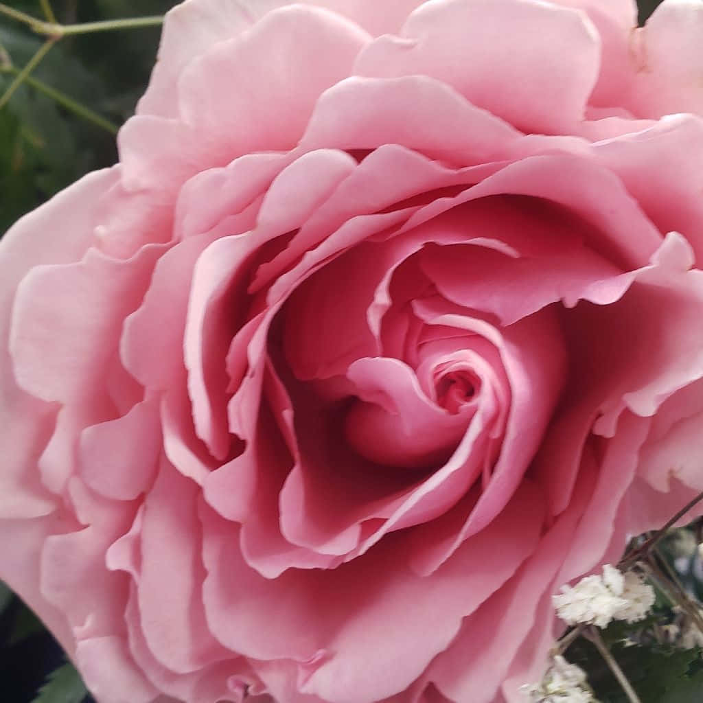 Stunning Hybrid Tea Roses In Full Bloom Wallpaper