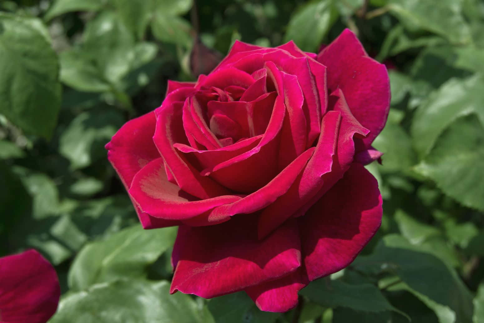 Stunning Hybrid Tea Roses In Full Bloom Wallpaper