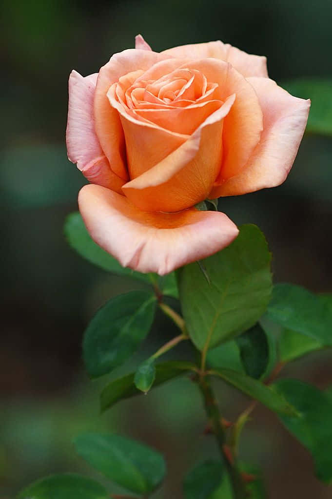 Stunning Hybrid Tea Roses In Full Bloom Wallpaper