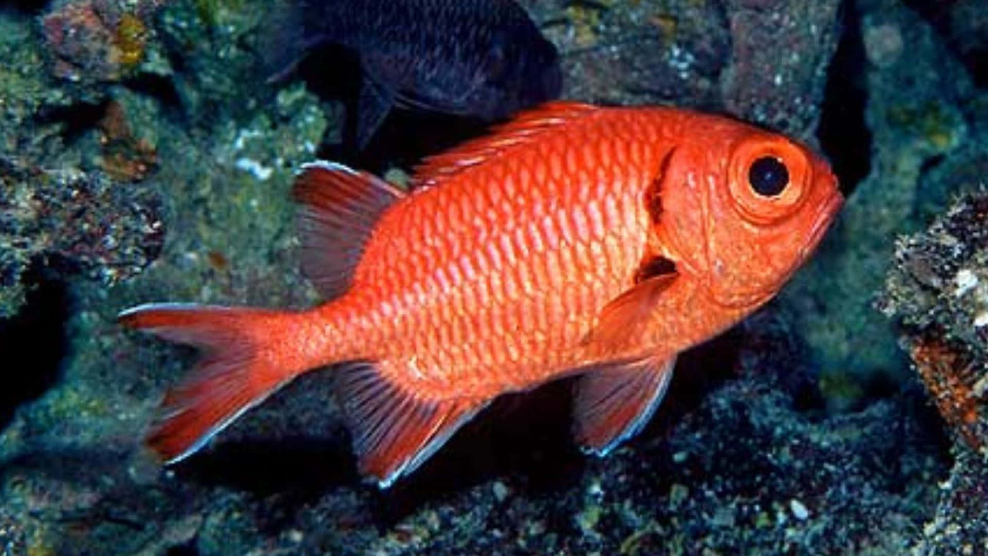 Stunning Image Of A Soldierfish In Its Natural Habitat Wallpaper