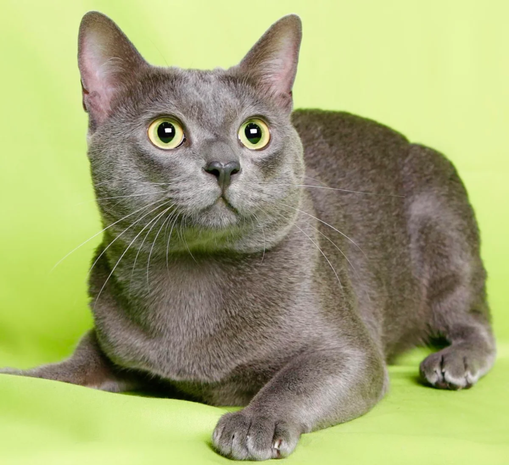 Stunning Korat Cat Posing On Wooden Surface Wallpaper