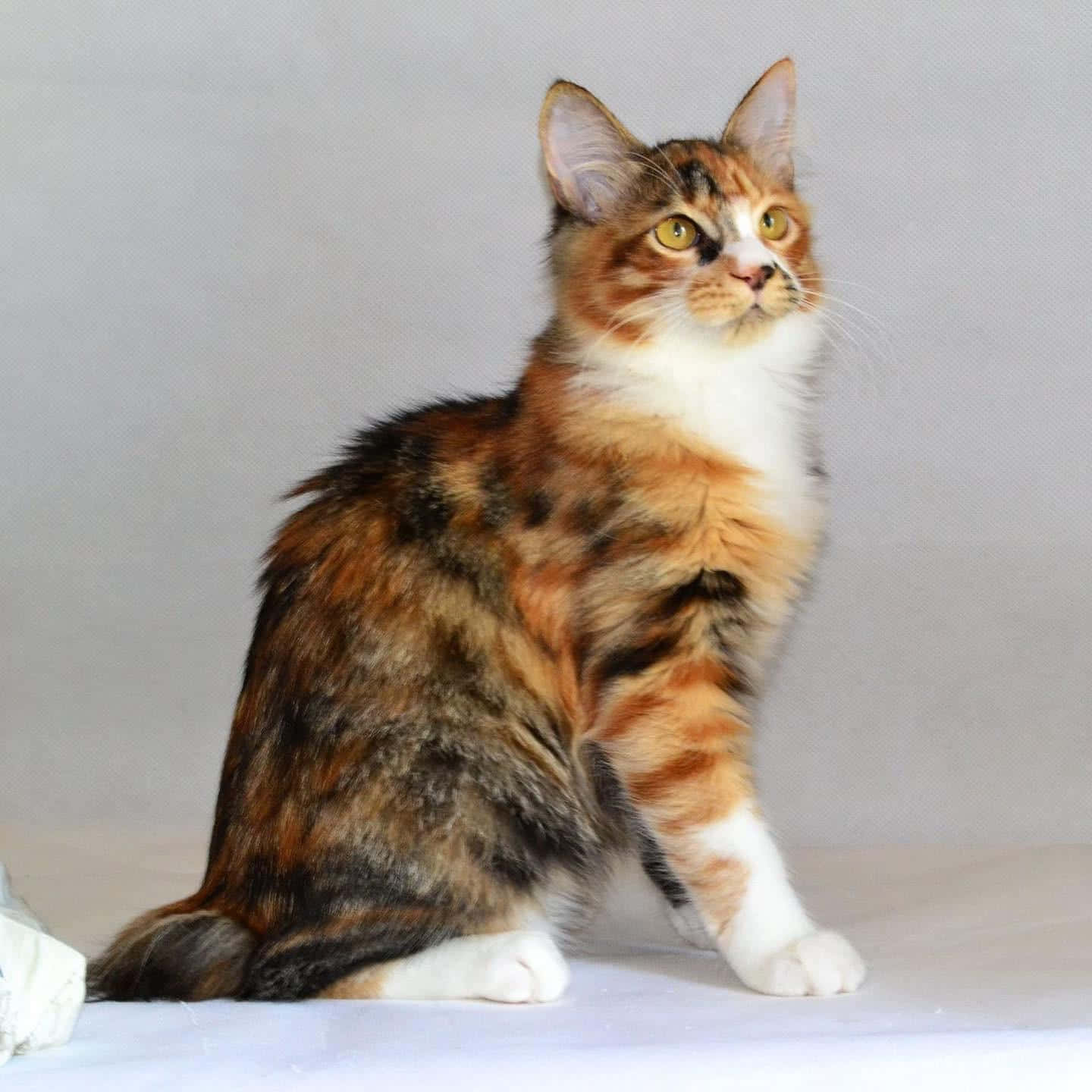 Stunning Kurilian Bobtail Perched On A Rock Wallpaper