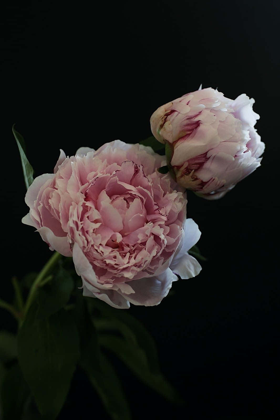 Stunning Light Pink Chinese Peony Iphone Wallpaper