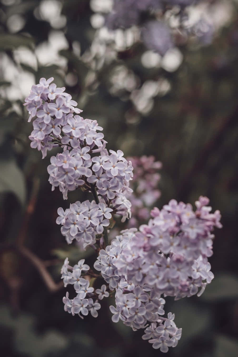 Stunning Lilac Tree In Full Bloom Wallpaper