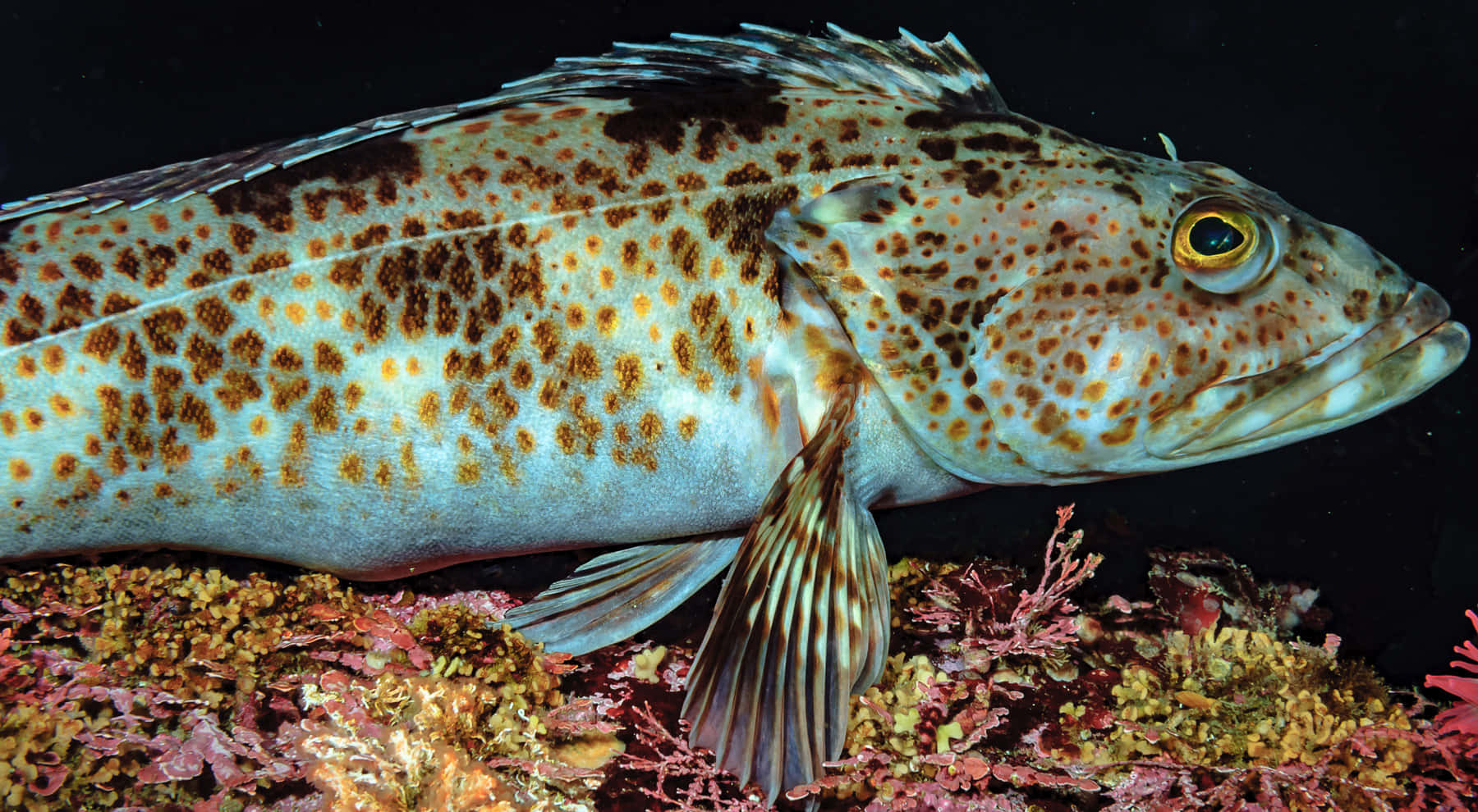 Stunning Lingcod In Its Natural Habitat Wallpaper