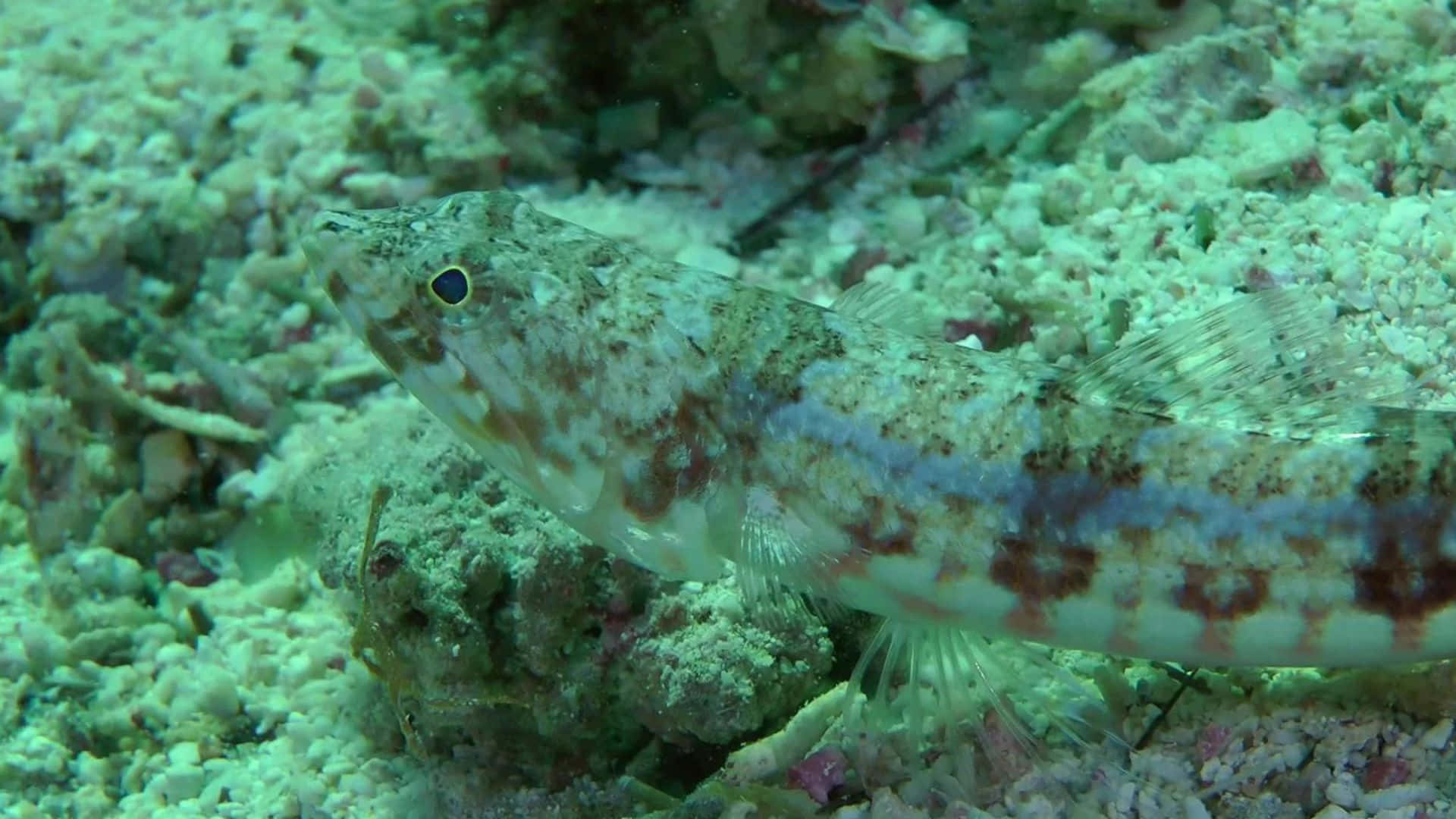 Stunning Lizardfish In Its Natural Habitat Wallpaper