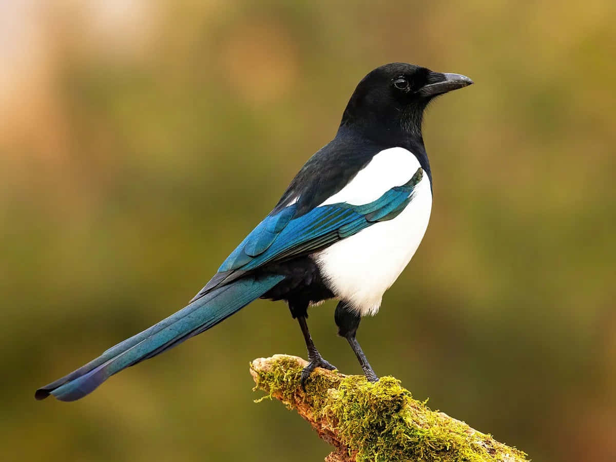 Stunning Magpie Perched On A Branch Wallpaper