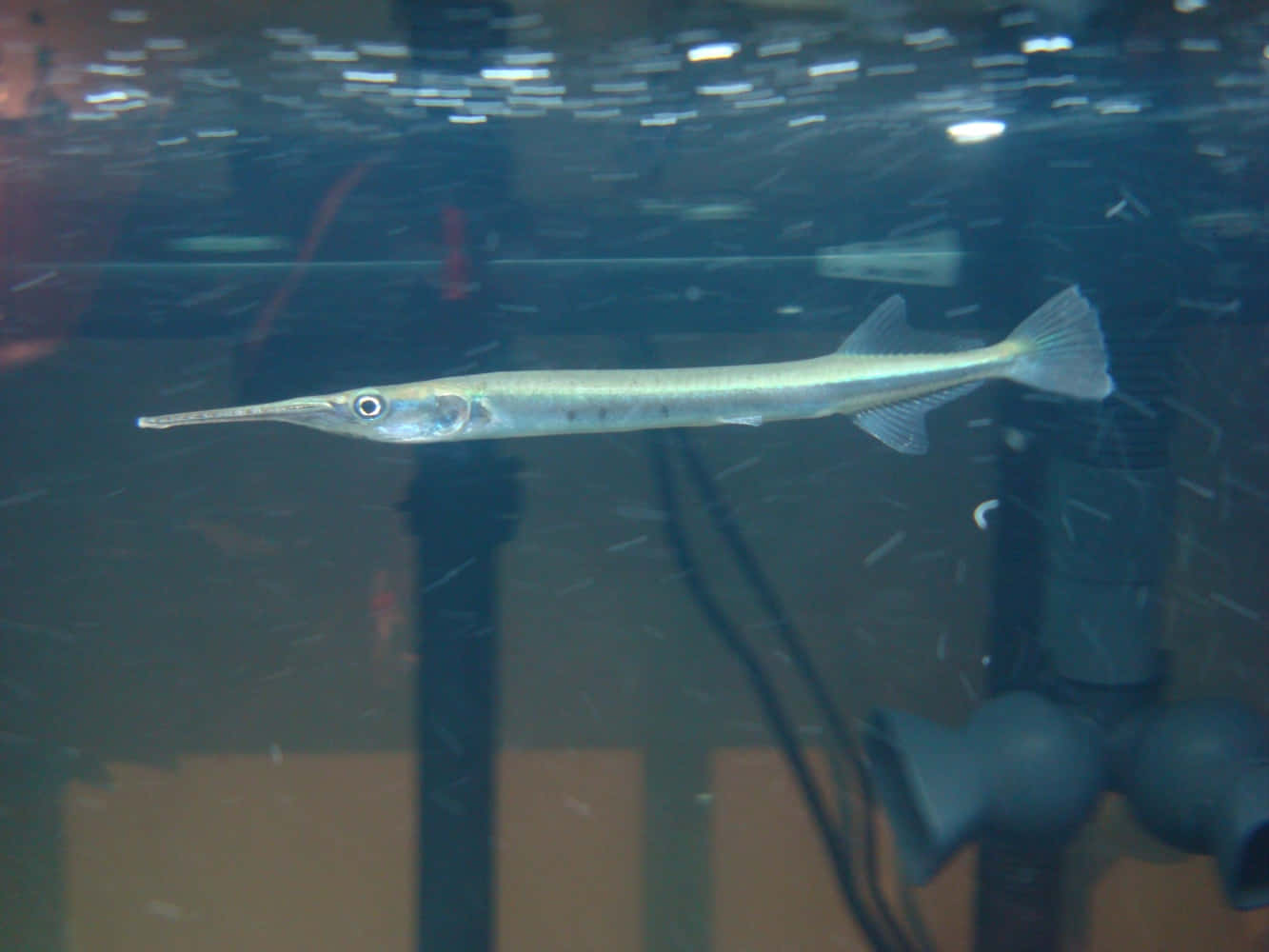 Stunning Needlefish Swimming In Calm Ocean Waters Wallpaper