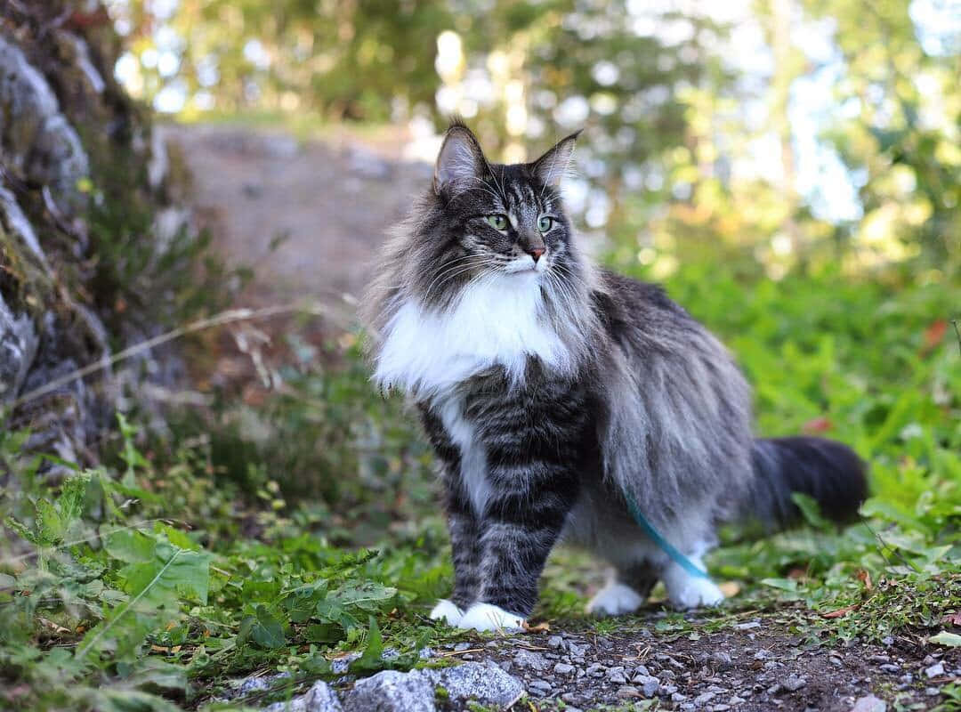 Stunning Norwegian Forest Cat Lounging In Nature Wallpaper