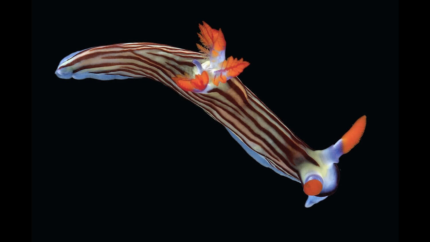 Stunning Nudibranch Displaying Vibrant Colors Underwater Wallpaper