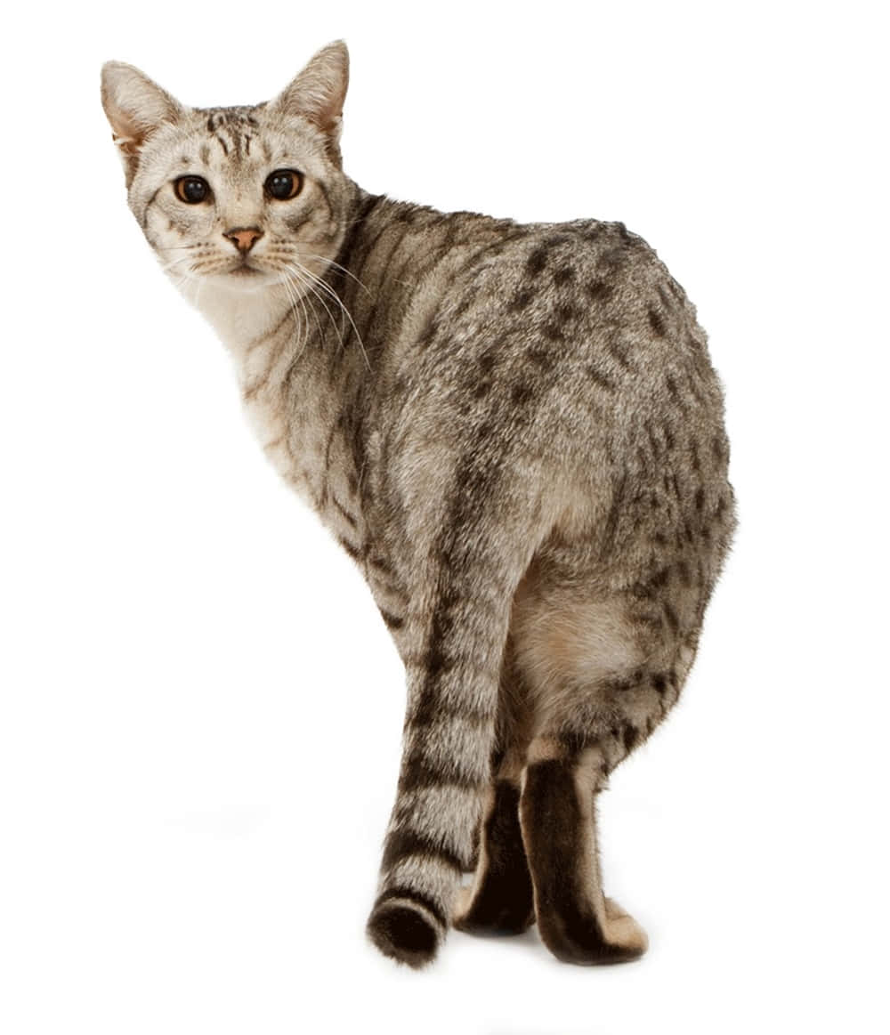 Stunning Ocicat Displaying Vibrant Coat Markings Wallpaper