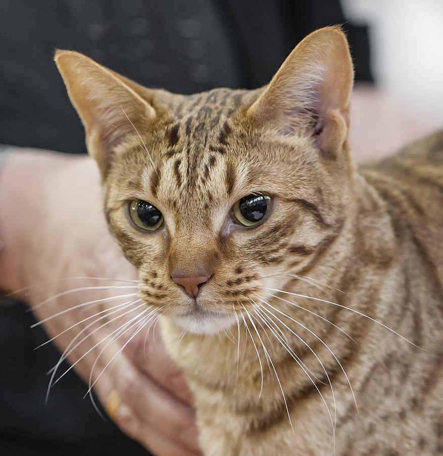 Stunning Ocicat With Striking Markings Wallpaper