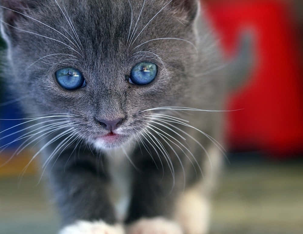 Stunning Ojos Azules Cat Relaxing On A Sofa Wallpaper