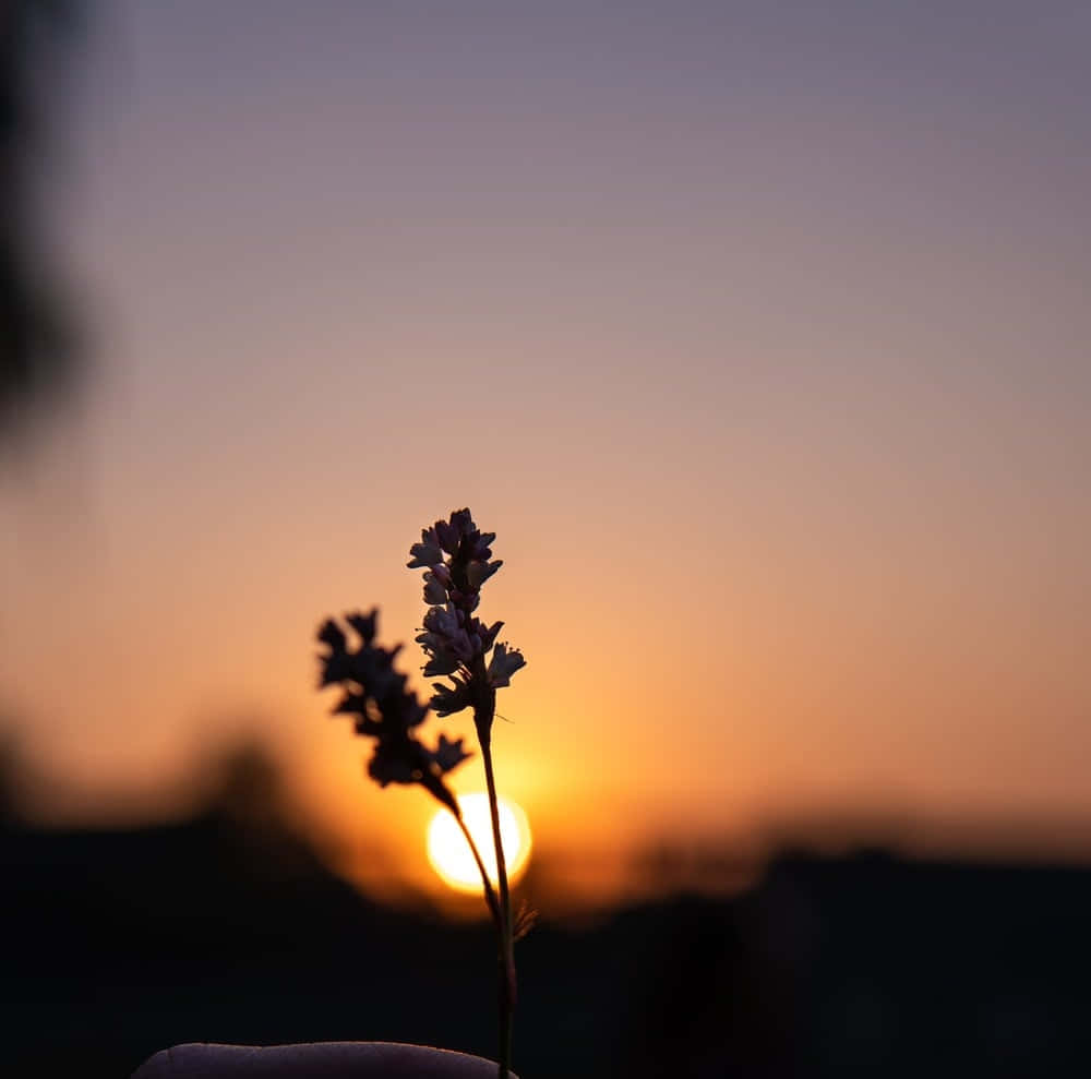 Stunning Orange Sunset Silhouette Wallpaper