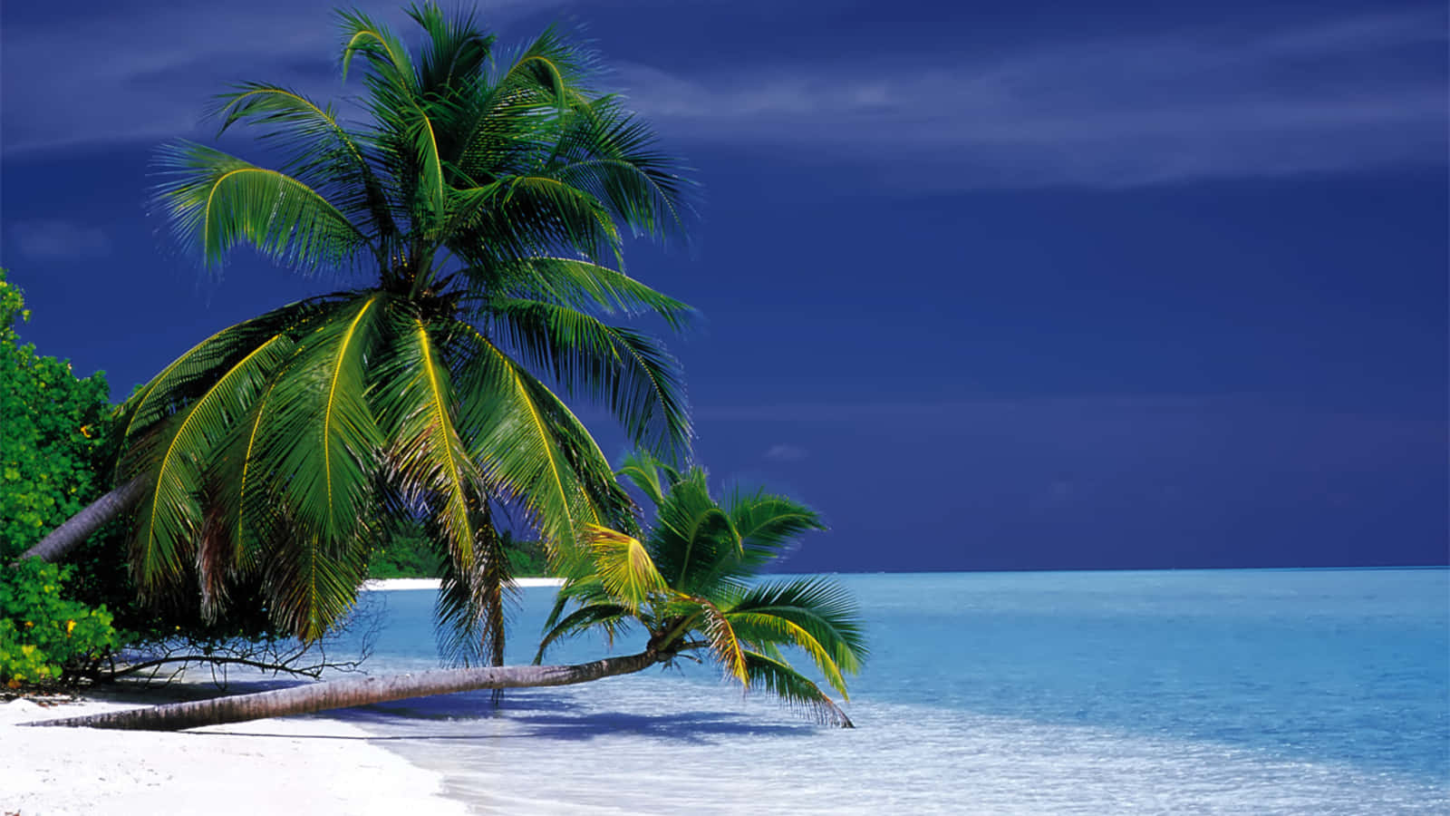 Stunning Palm Tree Wallpaper For Desktop Wallpaper