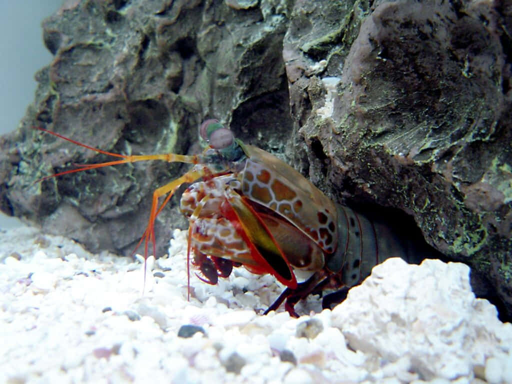 Stunning Peacock Mantis Shrimp In Its Natural Habitat Wallpaper