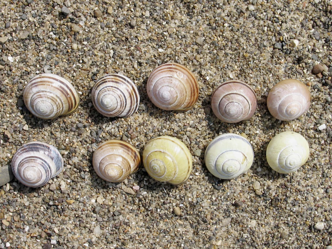 Stunning Pink Snail In Its Natural Habitat Wallpaper