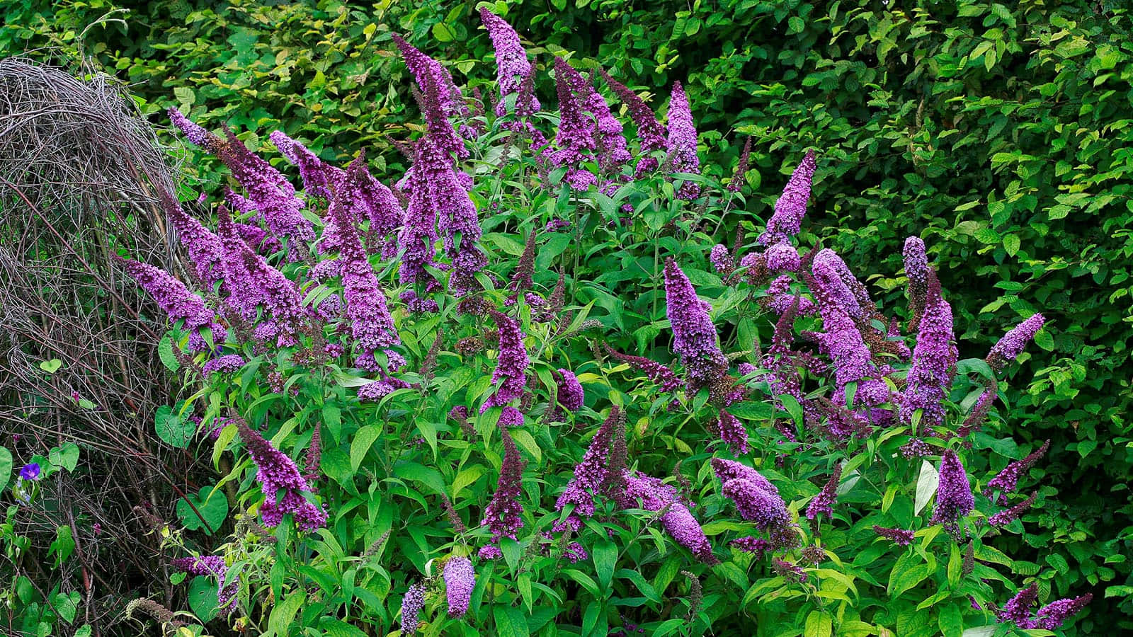 Stunning Purple Blooms On A Butterfly Bush Wallpaper