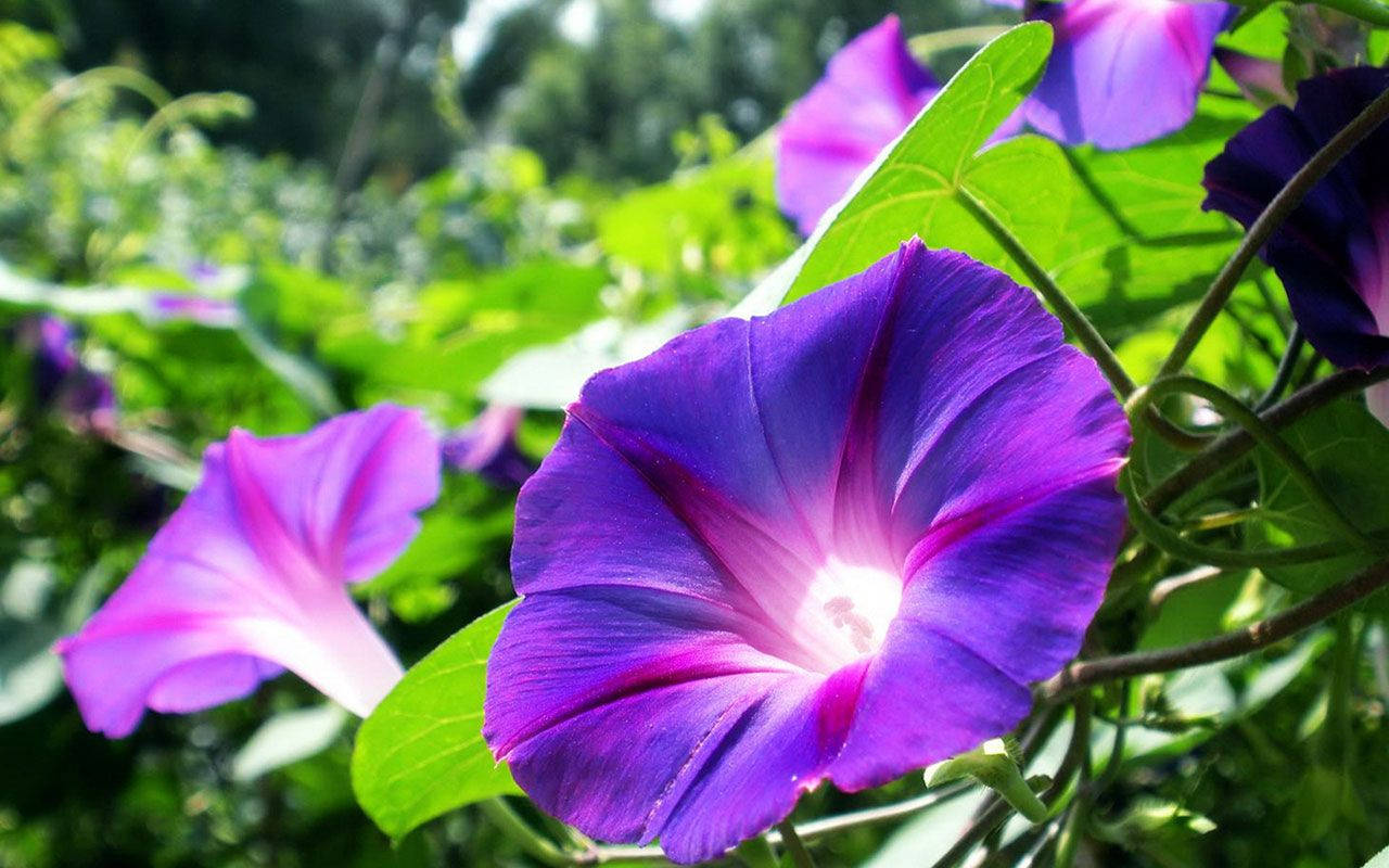 Stunning Purple Morning Glory In Full Bloom Wallpaper