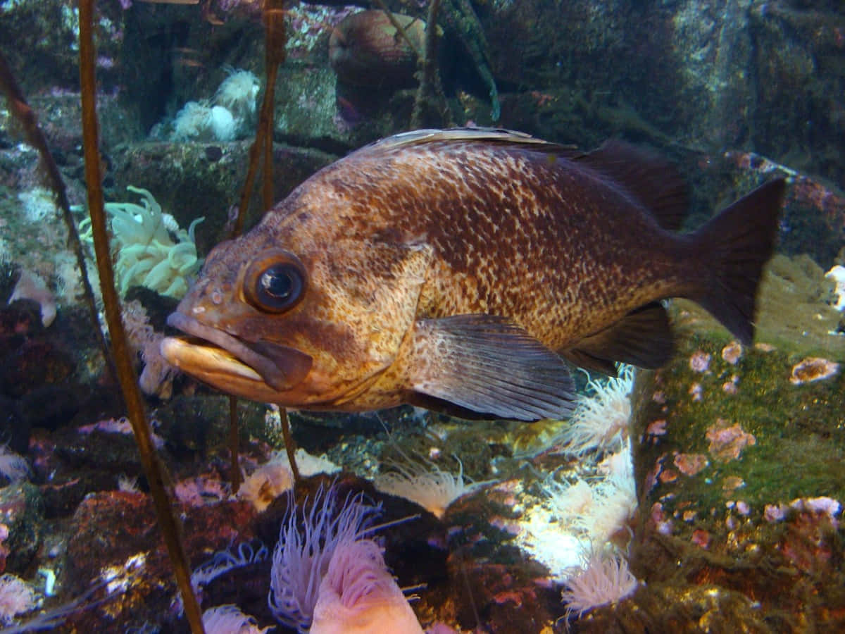 Stunning Quillback Rockfish In Its Natural Environment Wallpaper