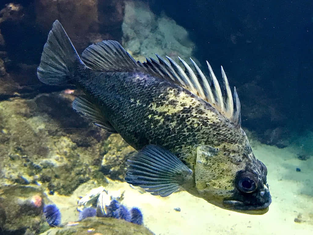 Stunning Quillback Rockfish Swimming In The Deep Sea Wallpaper