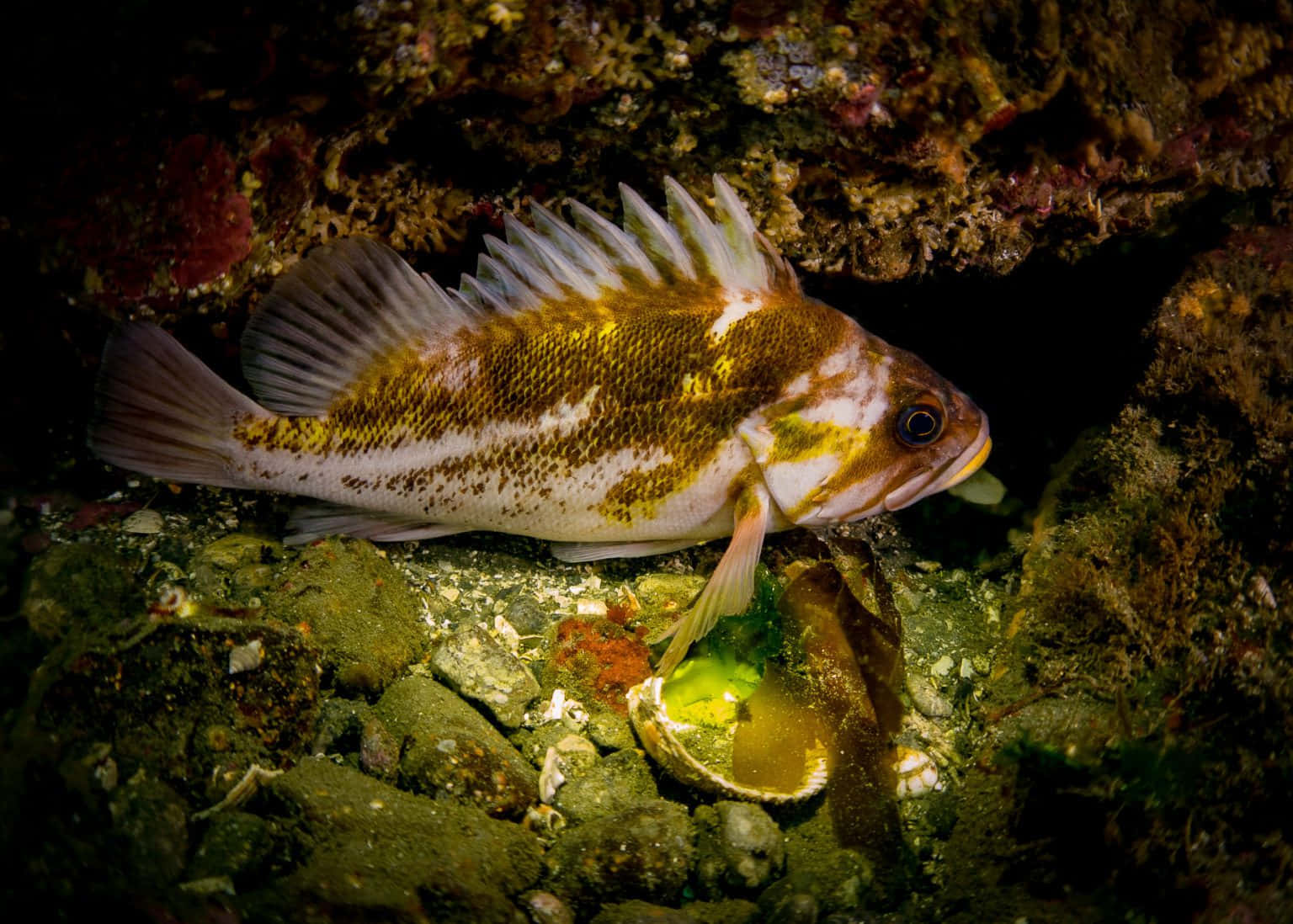 Stunning Quillback Rockfish Swimming Underwater Wallpaper